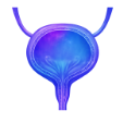Bladder