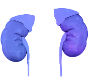 Kidneys illustrating nephropathy
