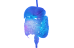 Gastrointestinal tract