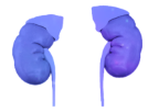 Kidneys