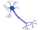 Peripheral and autonomic nerves