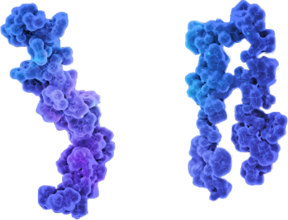 Monomers Aggregate Into Amyloid Fibrils